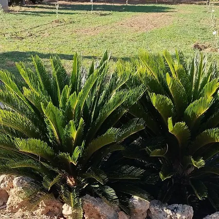 Son Besso Font de sa Cala